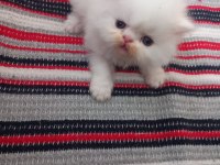İran kedisi yavrularım