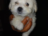 Maltipoo ve maltese erkek dişi bebekler