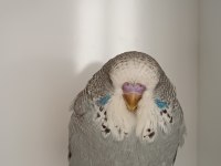 Show jumbo muhabbet kuşu yavrular