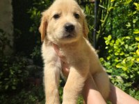 Orjinal golden retriever