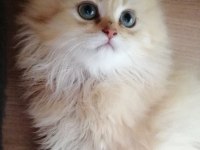 Golden british longhair bebekler