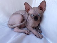 Safkan sphynx (sfenks) 2 aylık, 1 erkek 2 dişi