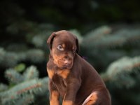 2 Aylık Safkan Asil Doberman Yavrularım