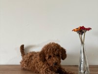 UYGUNA AİLEDEN UFAK BOYUTLU TOY POODLE