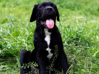 Şecere belgeli ırk ve sağlık garantili cane corso yavrular