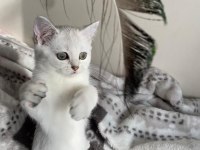 SLİVER YAVRU KEDİMİZ
