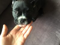 FRENCH BULLDOG YAVRULARIMIZ HENÜZ 30 GÜNLÜK
