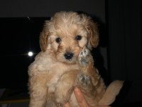 2 aylık yakışıklı maltipoo cinsi oğlumuz