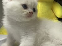 British Shorthair Dişi Yavru