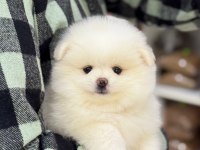 2 aylık pomeranian köpek