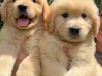 2 Aylık Yumurcak Golden Retriever Yavrular