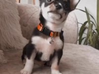 Orjinal elma kafa minyatür chihuahua aşıları tam
