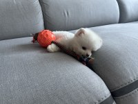 2 aylık yavru pomeranian