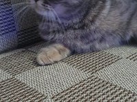 Yavru british shorthair