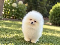 Teacup Kar Beyaz Pomeranian Boo Miniğimiz