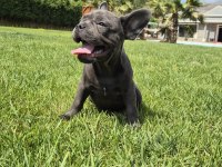 Blue French Bulldog Yavruları İstanbul 