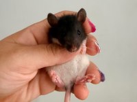 Bebek Ratlar 1.5k