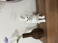 Irkının en güzel örneği olan Odd Eyes Kedimiz