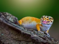 Evcil Leopard Geckolar