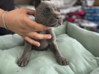 Cane Corso Yavrular Blue Renk