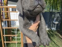 2 ERKEK CANE CORSO SİYAH VE BLUE