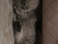 British Longhair