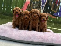 RUHSATLI POODLE EVİNDEN OYUNCAK BOY POODLE BEBEKLER