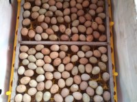 Çatalca bıldırcın ve döllü yumurta sahiplendirme