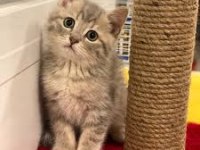 Oyuncu british shorthair kedimiz