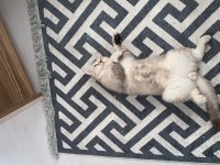 Uygun Puanla Sahiplendirilecek British Shorthair Oğlum
