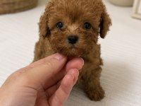 EN MİNİĞİ KORE MALTİPOO