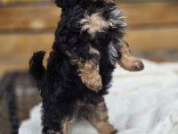 Phantom Renk Toy Poodle Gerçek Irk Garantili