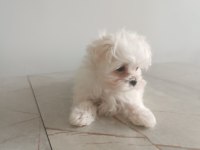 Oyuncu teacup kore maltese