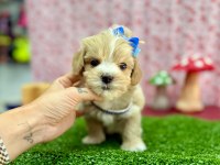 Mini Boyut Sevimli Maltipoo Bebekler