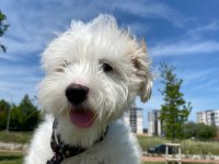 Maltipoo 6 aylık dişi