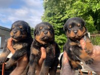 Big koca kafa rottweiler yavrular