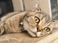 British Shorthair Yavru Kedimiz