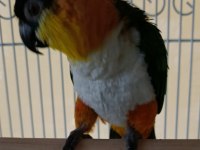 Kara Kafa Uysal Caique