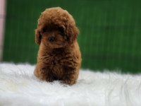 Toy poodle ailemize katılmak istemez misiniz