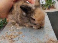 Kendi Üretimimiz Hollanda Lop tavşanı