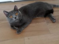 Orijinal british shorthair