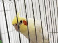 6 Aylık Sultan Papağanı