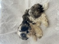 Shih Tzu Şitsu Yavruları A Kalite Gönderim Mevcut