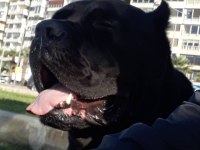 Sağlam şampiyon kanı cane corso
