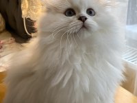 75 günlük biblo gibi yavru scottish fold