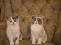 Tree Color British Shorthair Yavruları