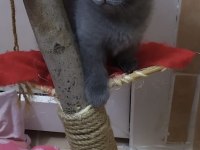 British Shorthair Gri Erkek Dişi Kardeşler