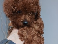 Irk garantili Red braun Korea kan toy poodle