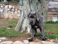 Cane corso blue yavrumuz erkek