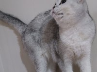 Scottish straight shorthair ns11 dişi